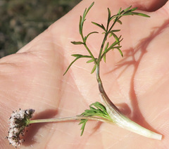 Lomatium gormanii