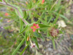 Collomia biflora