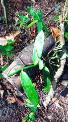 Vanilla planifolia