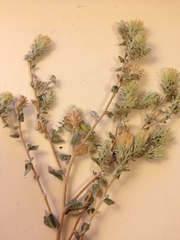Brickellia nevinii
