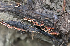 Xylobolus spectabilis