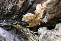 Xylobolus spectabilis