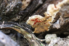 Xylobolus spectabilis