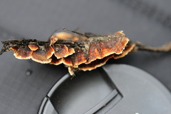 Xylobolus spectabilis