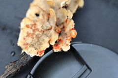 Xylobolus spectabilis