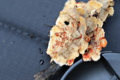 Xylobolus spectabilis