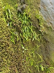 Notogrammitis patagonica