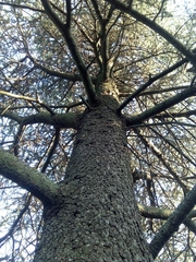 Cedrus atlantica