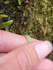 Notogrammitis patagonica