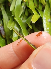 Notogrammitis patagonica