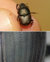 Onthophagus illyricus
