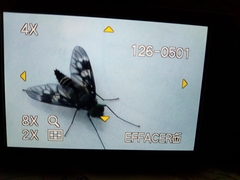 Ibisia marginata