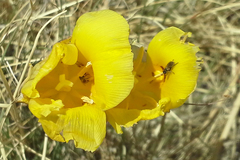 Calochortus aureus