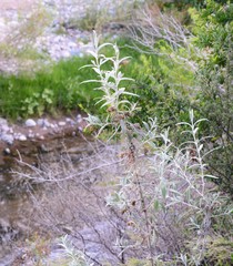Buddleja cordobensis