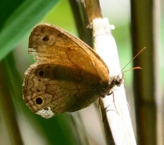 Pharneuptychia phares