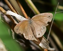 Pharneuptychia phares