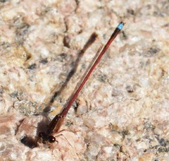Oxyagrion