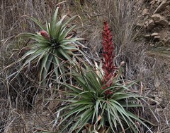 Puya dyckioides