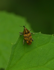 Pseudocentrinus ochraceus