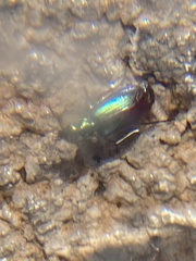 Lebia viridis
