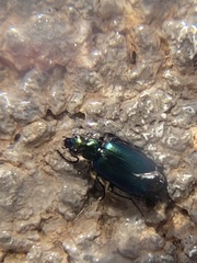 Lebia viridis