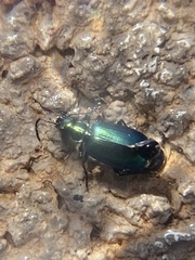 Lebia viridis