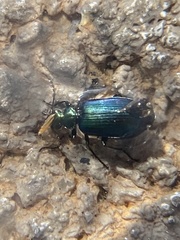 Lebia viridis
