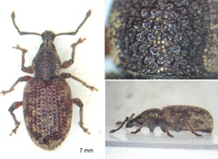 Otiorhynchus veterator