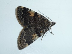 Idia calvaria