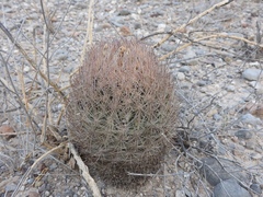 Echinomastus durangensis