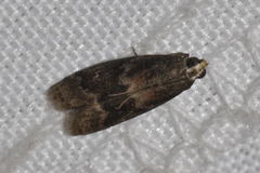 Glyptoteles leucacrinella