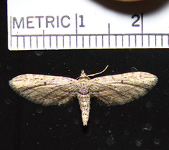 Eupithecia acutipennis