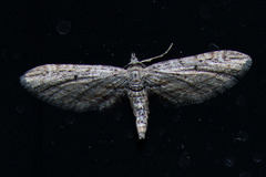 Eupithecia acutipennis
