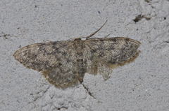 Idaea alyssumata