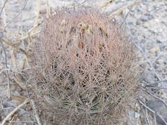 Echinomastus durangensis