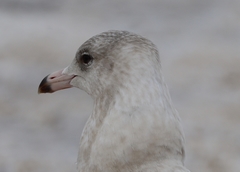 Larus hyperboreus