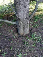 Cedrus atlantica