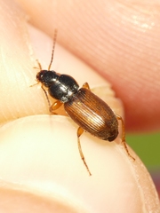 Parophonus mendax
