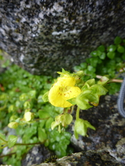Calceolaria tenella
