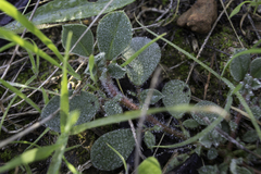 Tripodion tetraphyllum