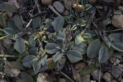 Tripodion tetraphyllum