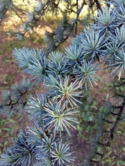 Cedrus atlantica