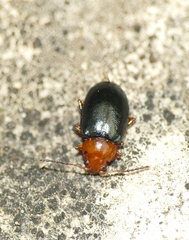 Podagrica fuscicornis