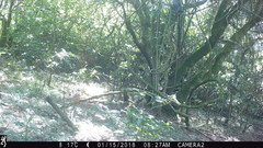 Cercopithecus mitis erythrarchus