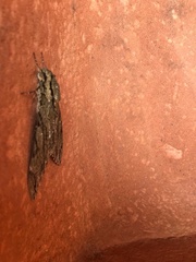 Cocytius lucifer