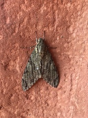Cocytius lucifer