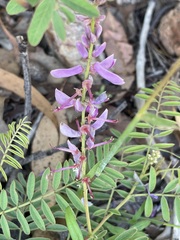 Indigofera pratensis