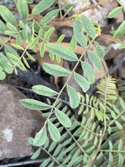 Indigofera pratensis