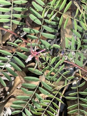 Indigofera pratensis