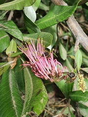 Grevillea barklyana